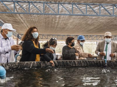 proyecto-de-ayllu-solar-en-camarones-arranca-con-produccion-de-truchas